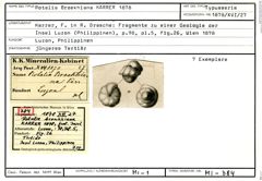 Karteikarte zum Syntyp von Rotalia broekhiana Karrer, 1878